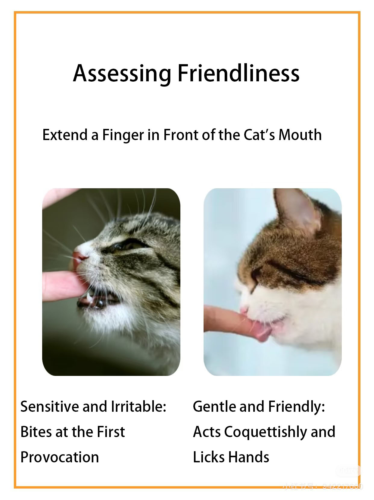 cat behavior-4