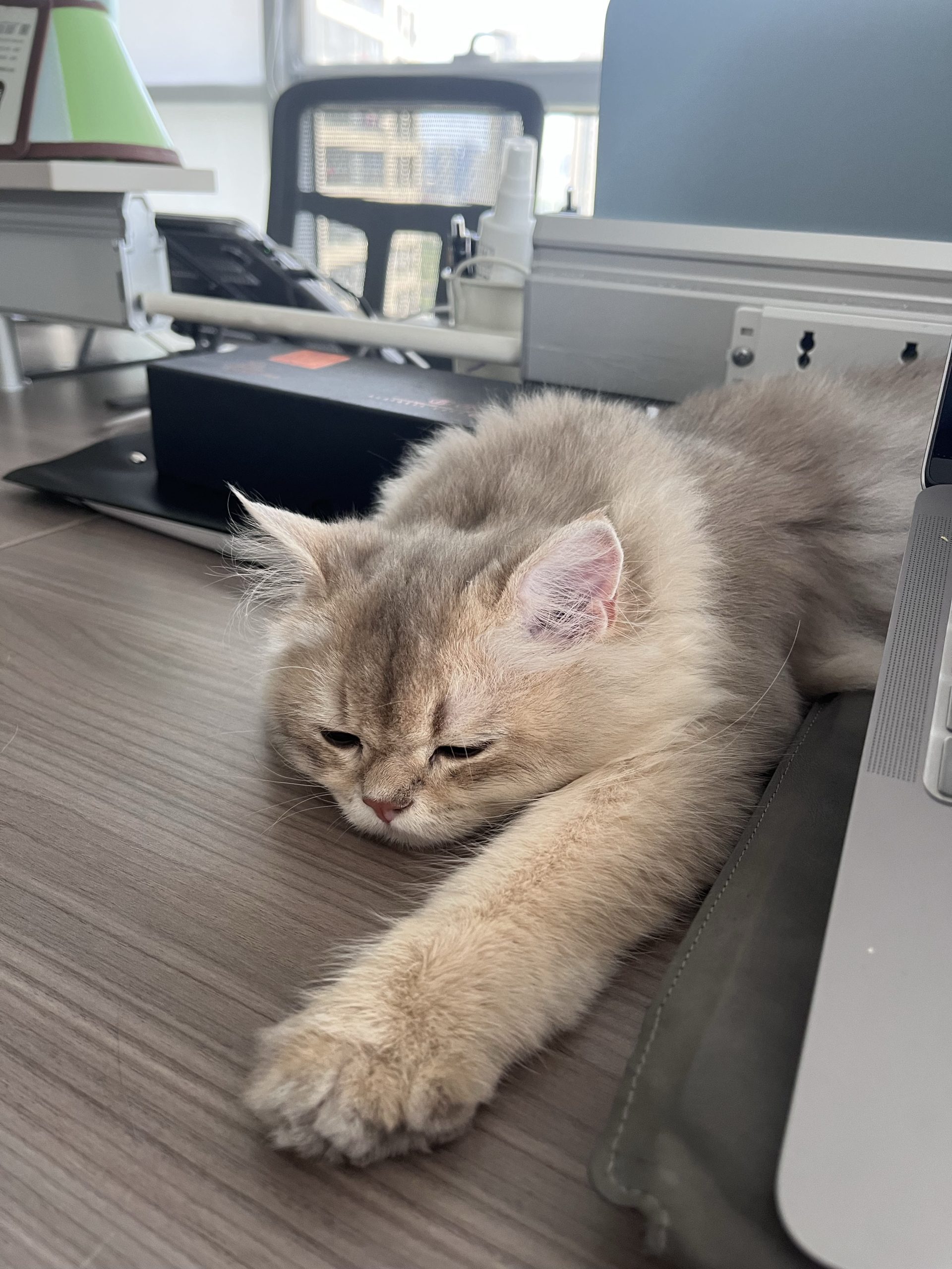 cat behavior 2